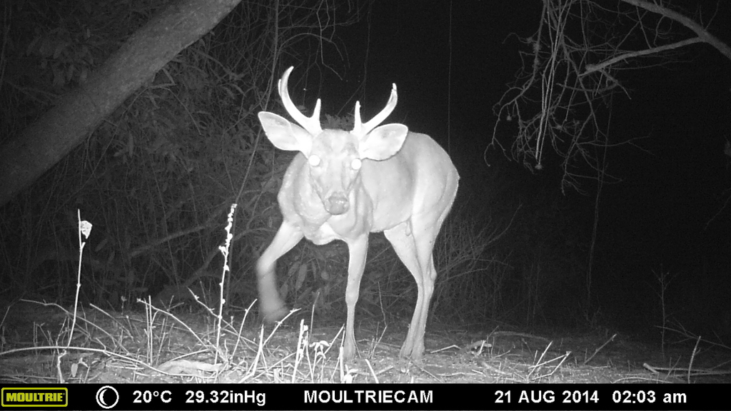 Venado de cola blanca