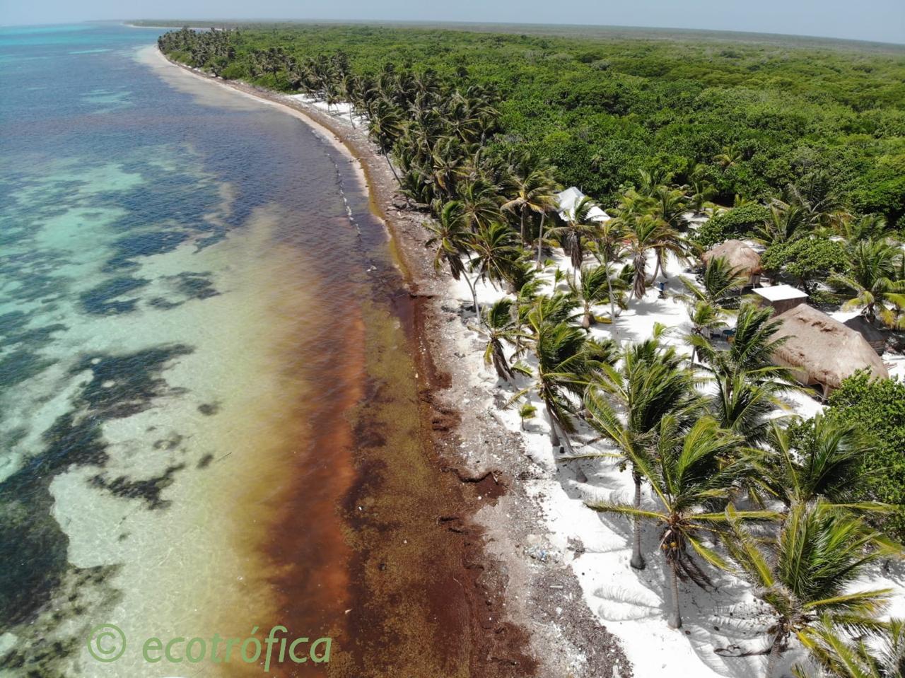 Coastline and Sargassum arriving