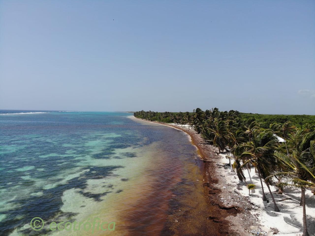 Coastline and Sargassum arriving
