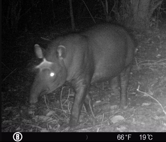 tapir