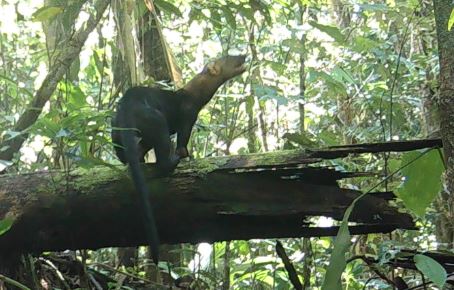 tamandua