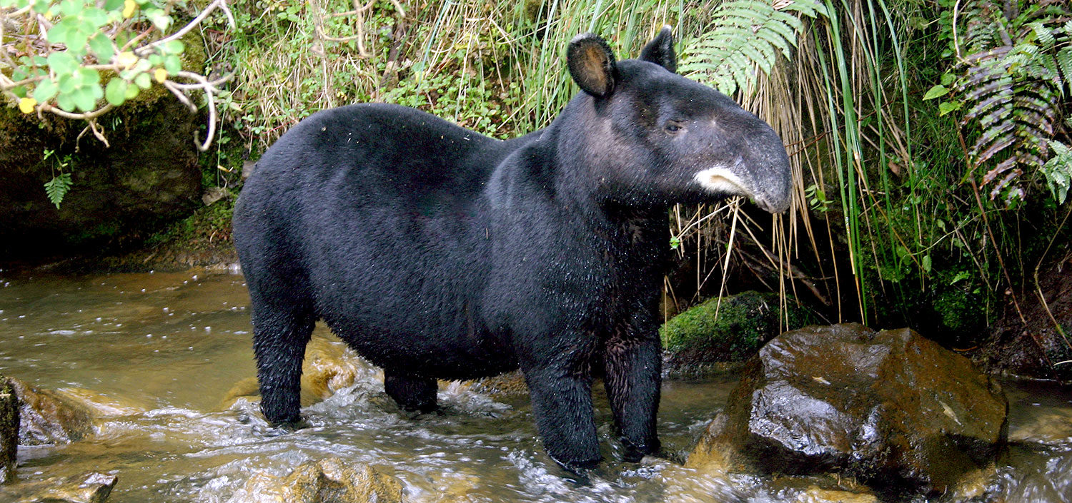 The Mountain Tapir